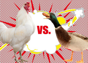 Are you a Duck or a Chicken